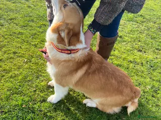 Welsh Corgi Pembroke dogs Corgi - Advert 13