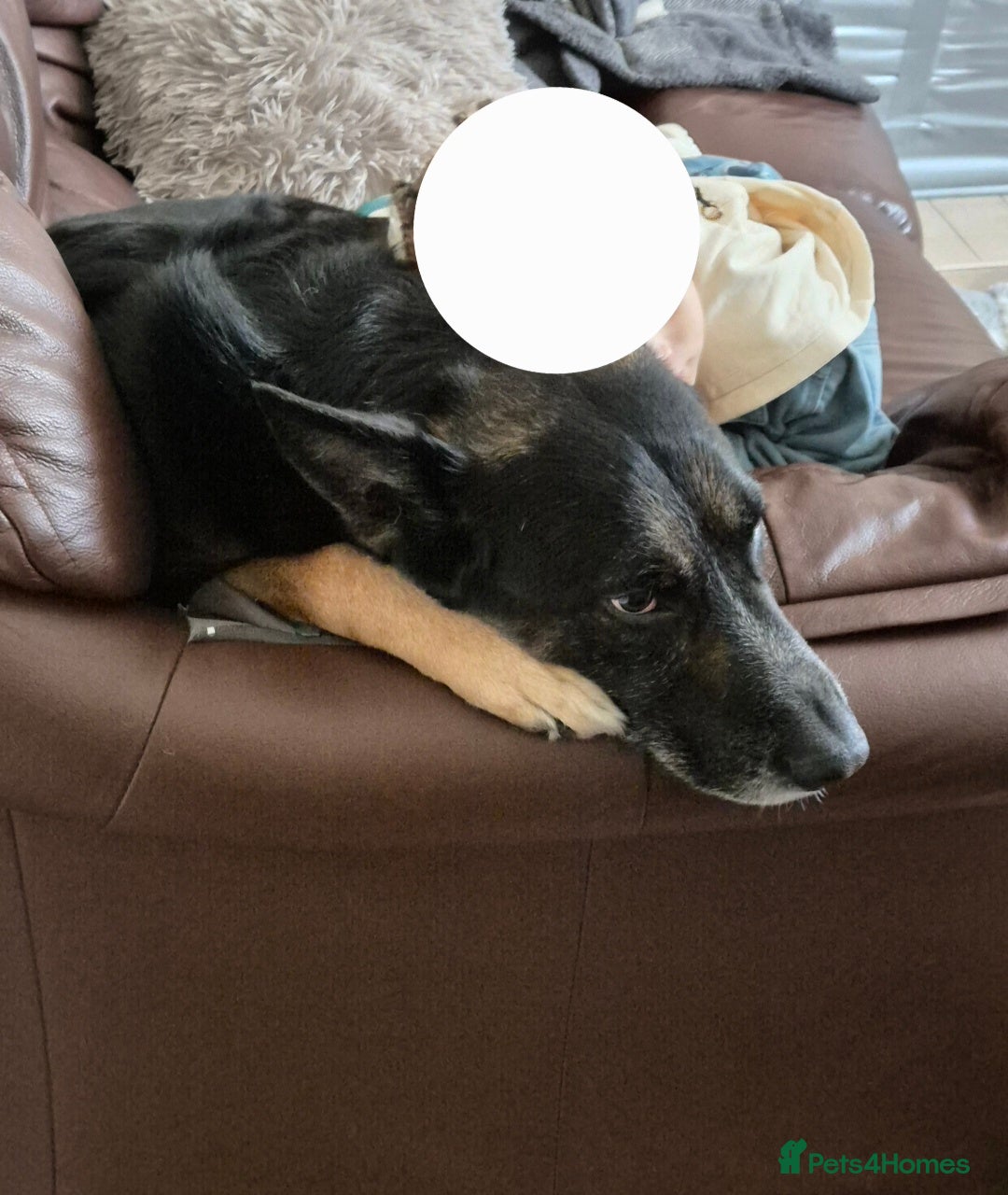 German Shepherd dogs for sale: Gsd x Rottweiler x Deerhound - Marley 💕 - Advert 3