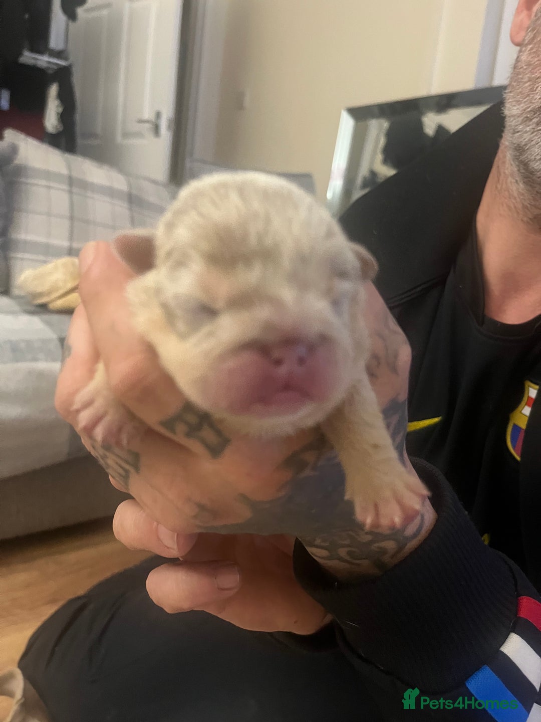 English Bulldog dogs for sale: English Bulldogs  - Image 8