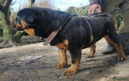 Mastiff dogs for sale: Beautiful female Mastiff  - Image 5