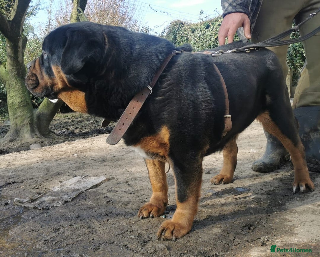 Mastiff dogs for sale: Beautiful female Mastiff  - Image 5