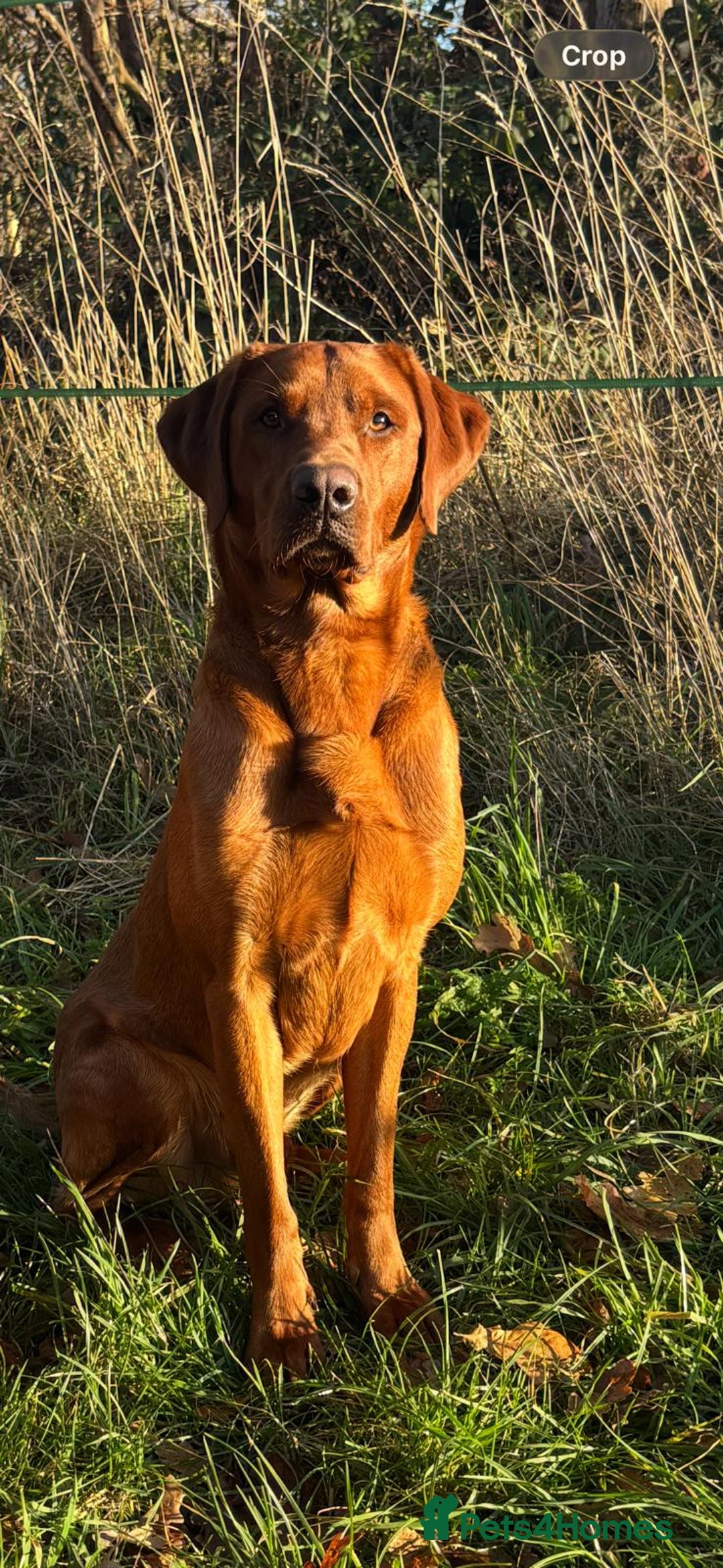 Labrador Retriever dogs for stud: Dark fox red labrador stud dog  - Advert 3