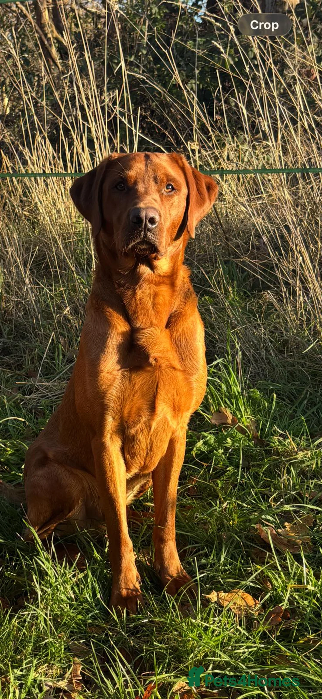 Labrador Retriever dogs for stud: Dark fox red labrador stud dog  - Advert 3