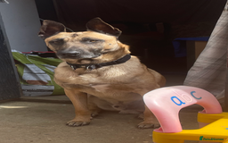 Belgian Shepherd Dog dogs for sale: Belgian Malinois - Image 4