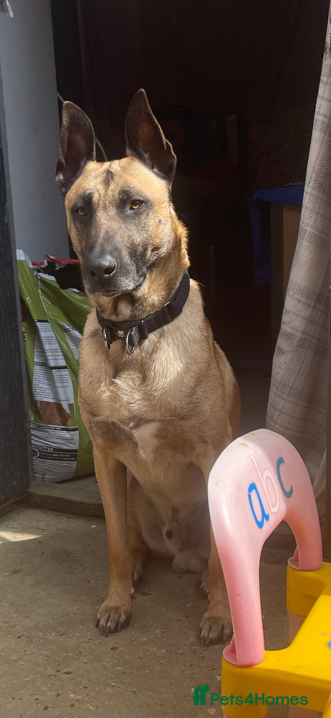 Belgian Shepherd Dog dogs for sale: Belgian Malinois - Image 4