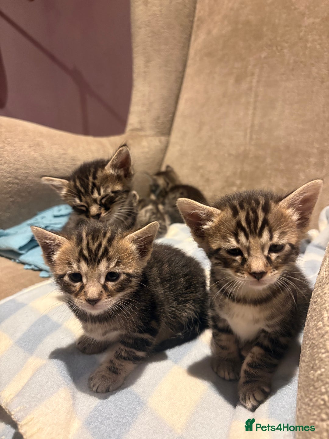 Bengal cats for sale: bengal kittens  - Advert 13
