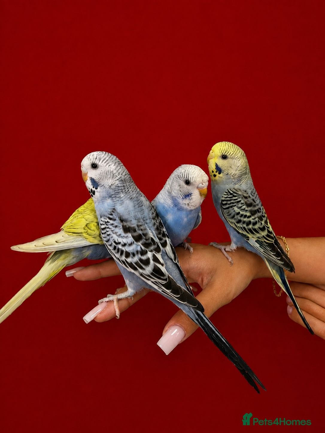 Budgerigars birds Super silly hand tamed baby budgies  - Advert 1