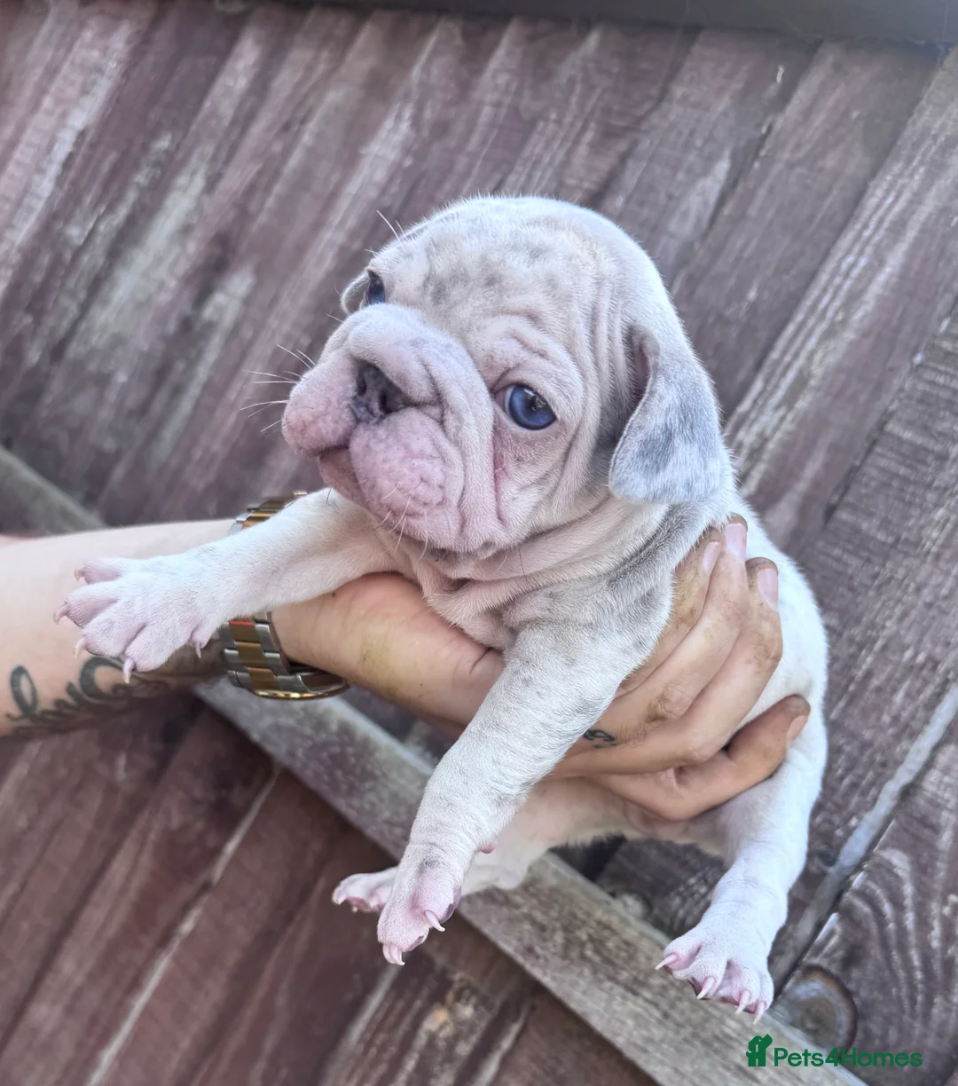 French Bulldog dogs for sale: STUNNING FRENCH BULLDOG PUPPIES  - Advert 2