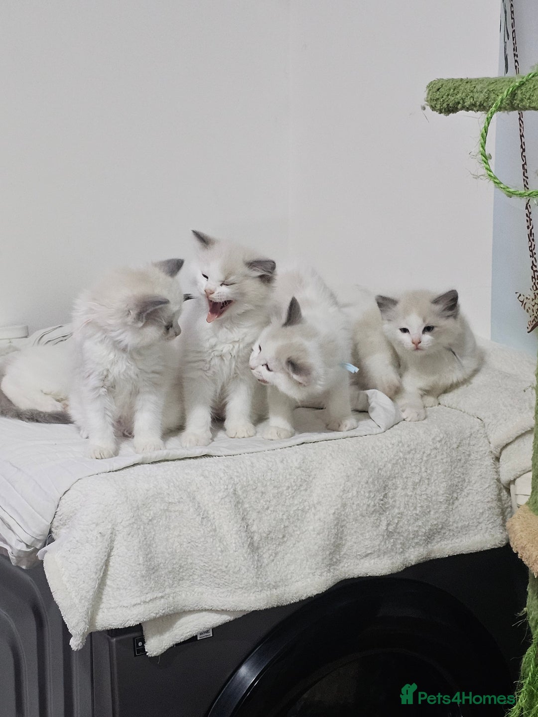Ragdoll cats for sale: Ragdoll Bicolor 3 boys.  - Advert 9