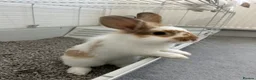 Lionhead rabbits for sale: rabbits for sale in London - Advert 5