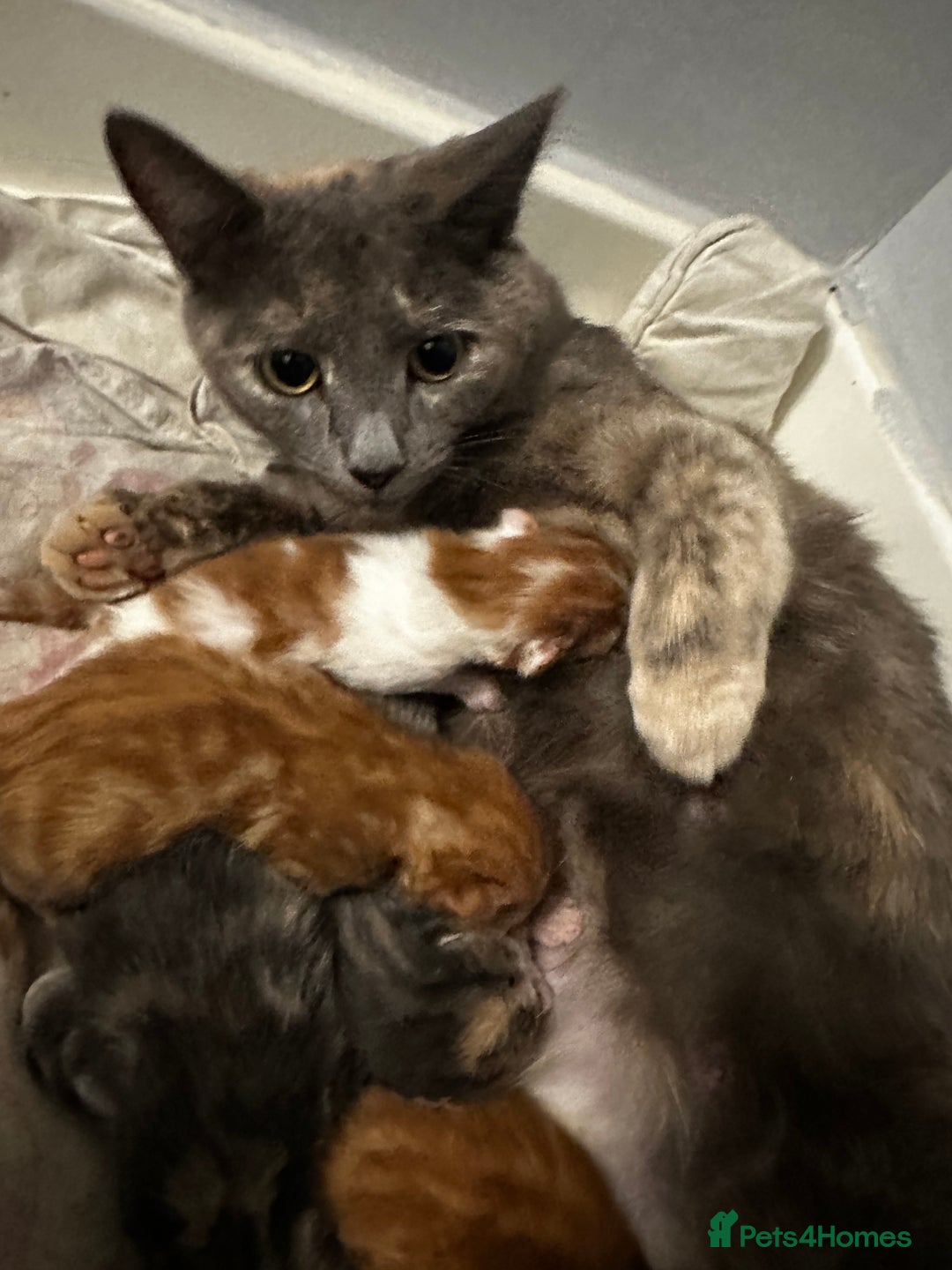Domestic Shorthair cats for sale: Domestic shorthair kittens - Image 6