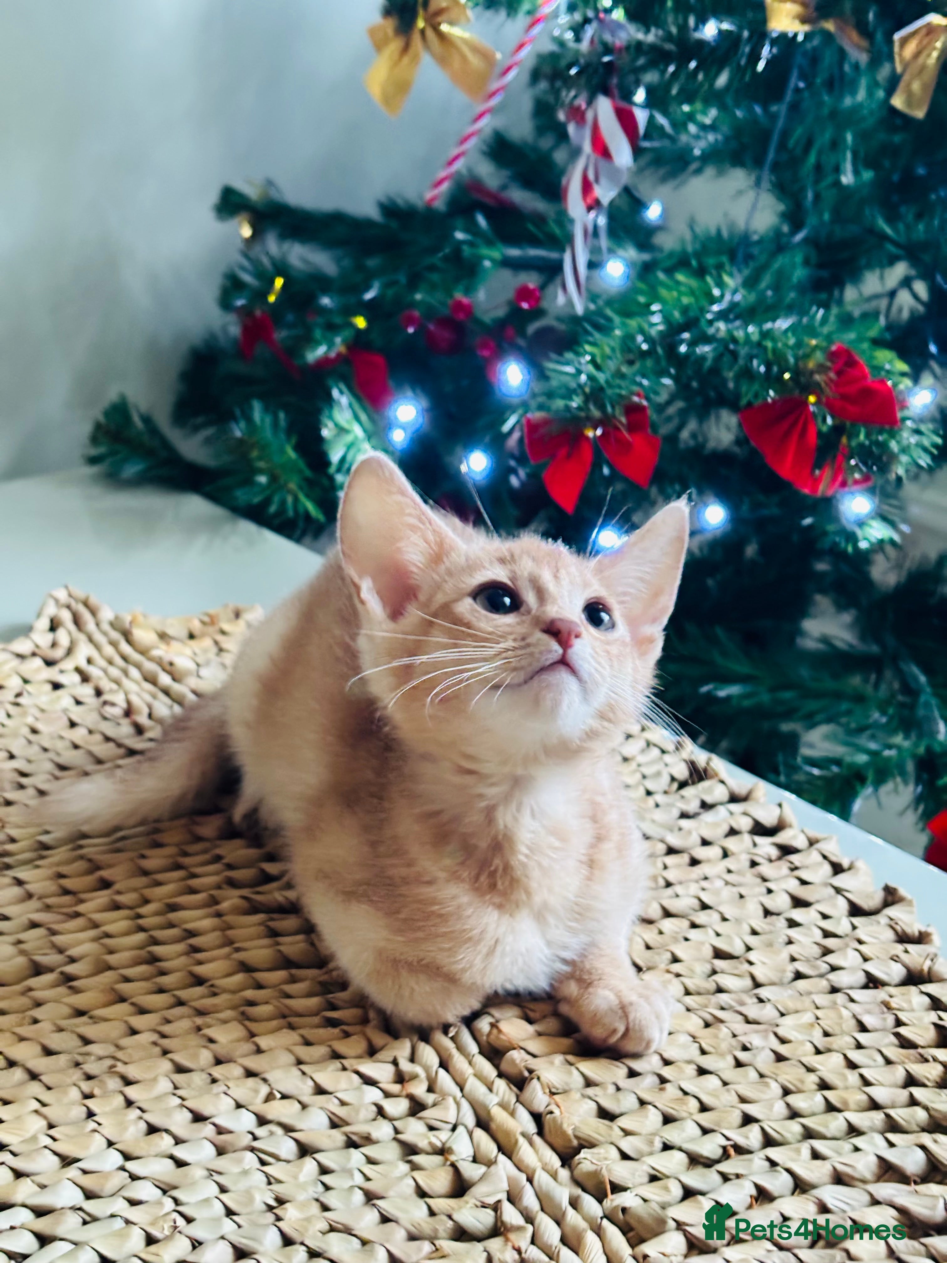 Abyssinian cats NOW READY Tica registered Abyssinian kittens  - Advert 2