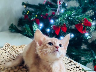 Abyssinian cats NOW READY Tica registered Abyssinian kittens - Advert 10