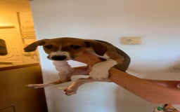 Mixed Breed dogs for sale: Saluki greyhound  - Image 10