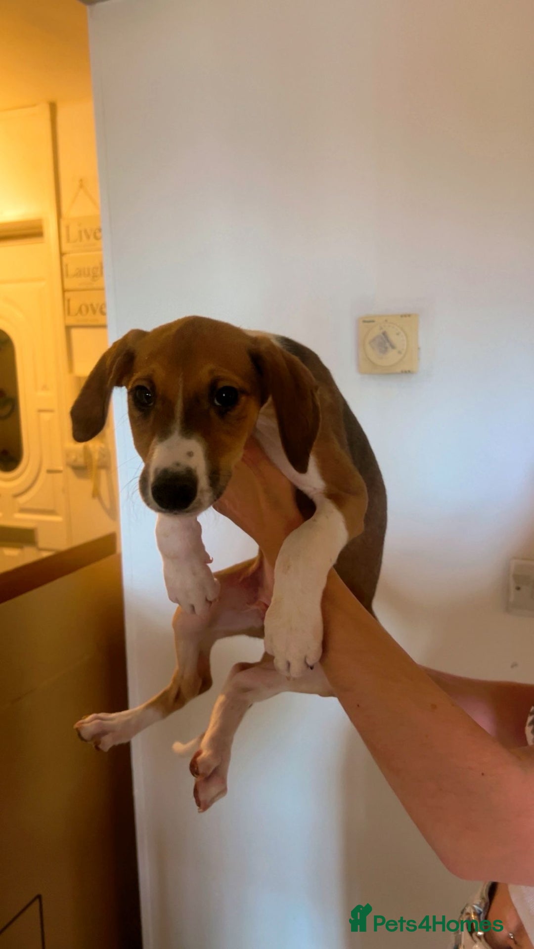 Mixed Breed dogs for sale: Saluki greyhound  - Image 10