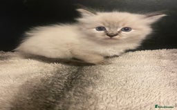 Ragdoll cats for sale: Lnyx male Ragdoll’s ready soon  - Advert 20