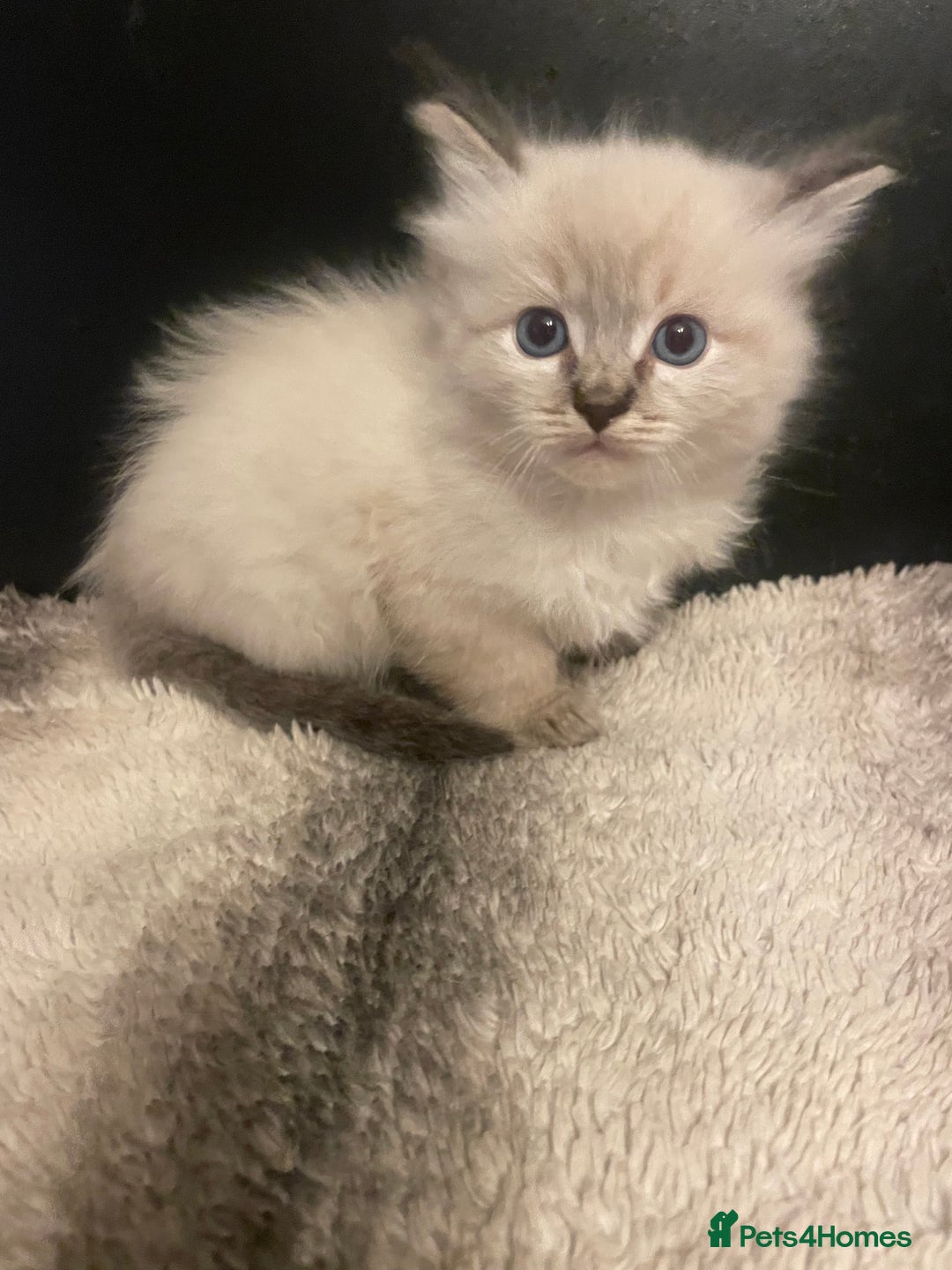 Ragdoll cats for sale: Lnyx male Ragdoll’s ready soon  - Advert 20