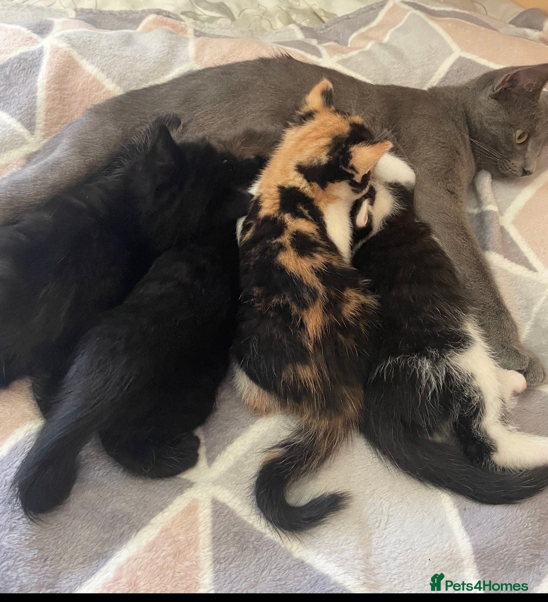 Mixed Breed cats for sale: 5 Male Kittens looking for their forever homes - Image 13