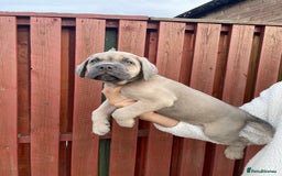 Cane Corso dogs for sale: cane corso pups - Image 8