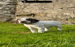 Braque du Bourbonnais dogs for sale: Braque du Bourbonnais Puppies - Image 3