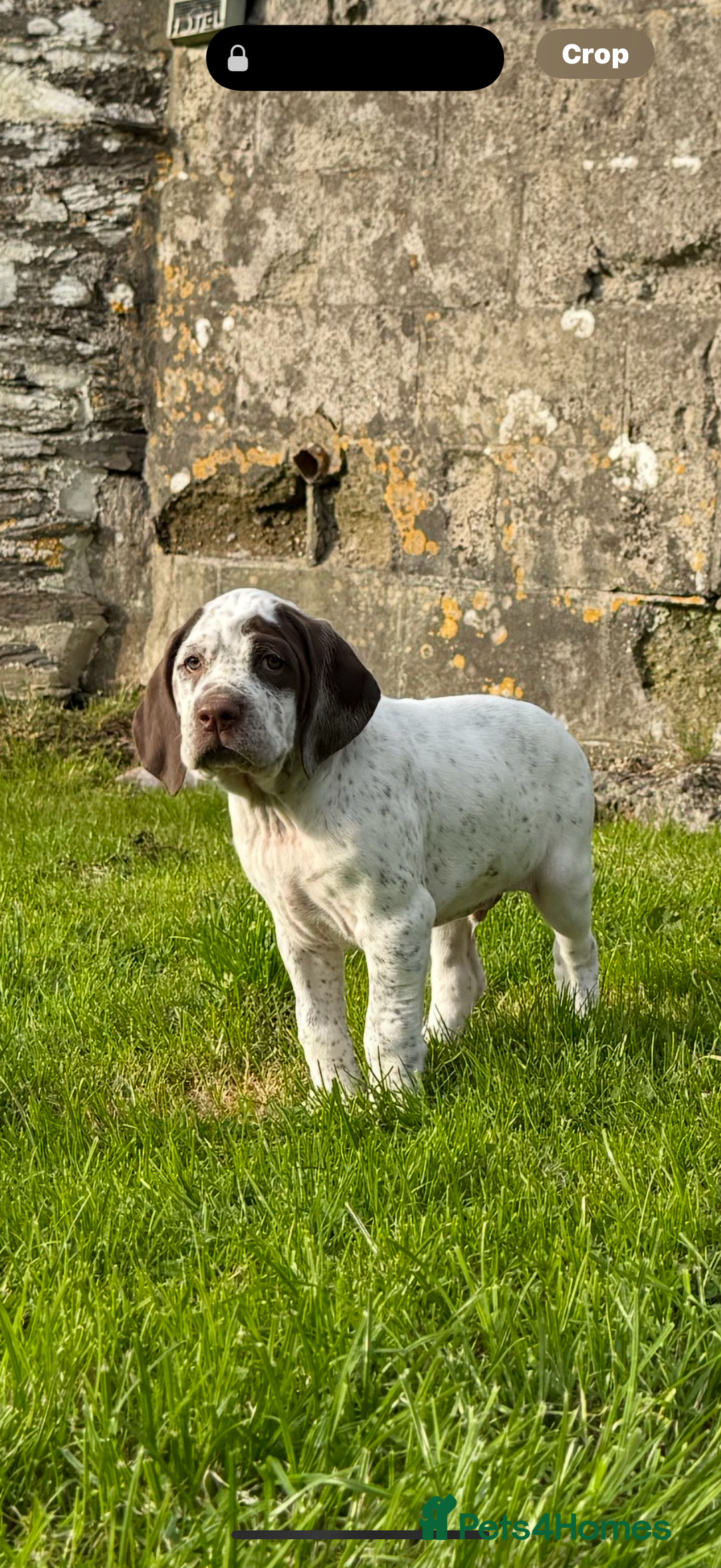 Braque du Bourbonnais dogs for sale: Braque du Bourbonnais Puppies - Image 3