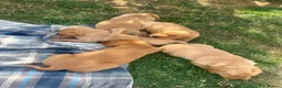 Labrador Retriever dogs for sale: Adorable KC registered labrador pups - Advert 10