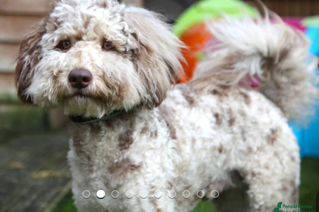 Labradoodle dogs for sale: Adorable Home-Raised F2B Labradoodle Puppies - Advert 2