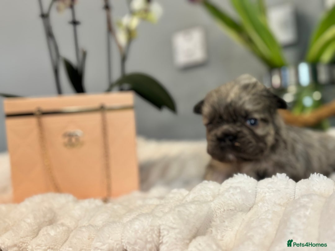 French Bulldog dogs for sale: 🩷🏡 Adorable fluffy French Bulldogs - Advert 10
