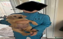 Labrador Retriever dogs for sale: 4 adorable KC reg puppy labradors ready to go  - Image 10