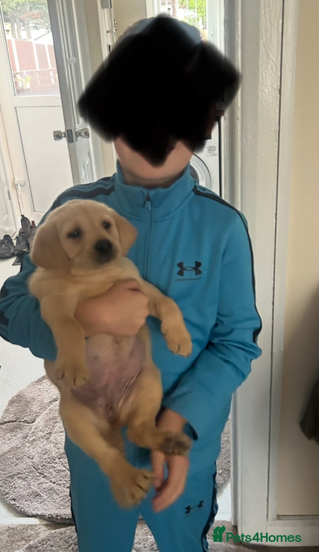 Labrador Retriever dogs for sale: 4 adorable KC reg puppy labradors ready to go  - Image 10