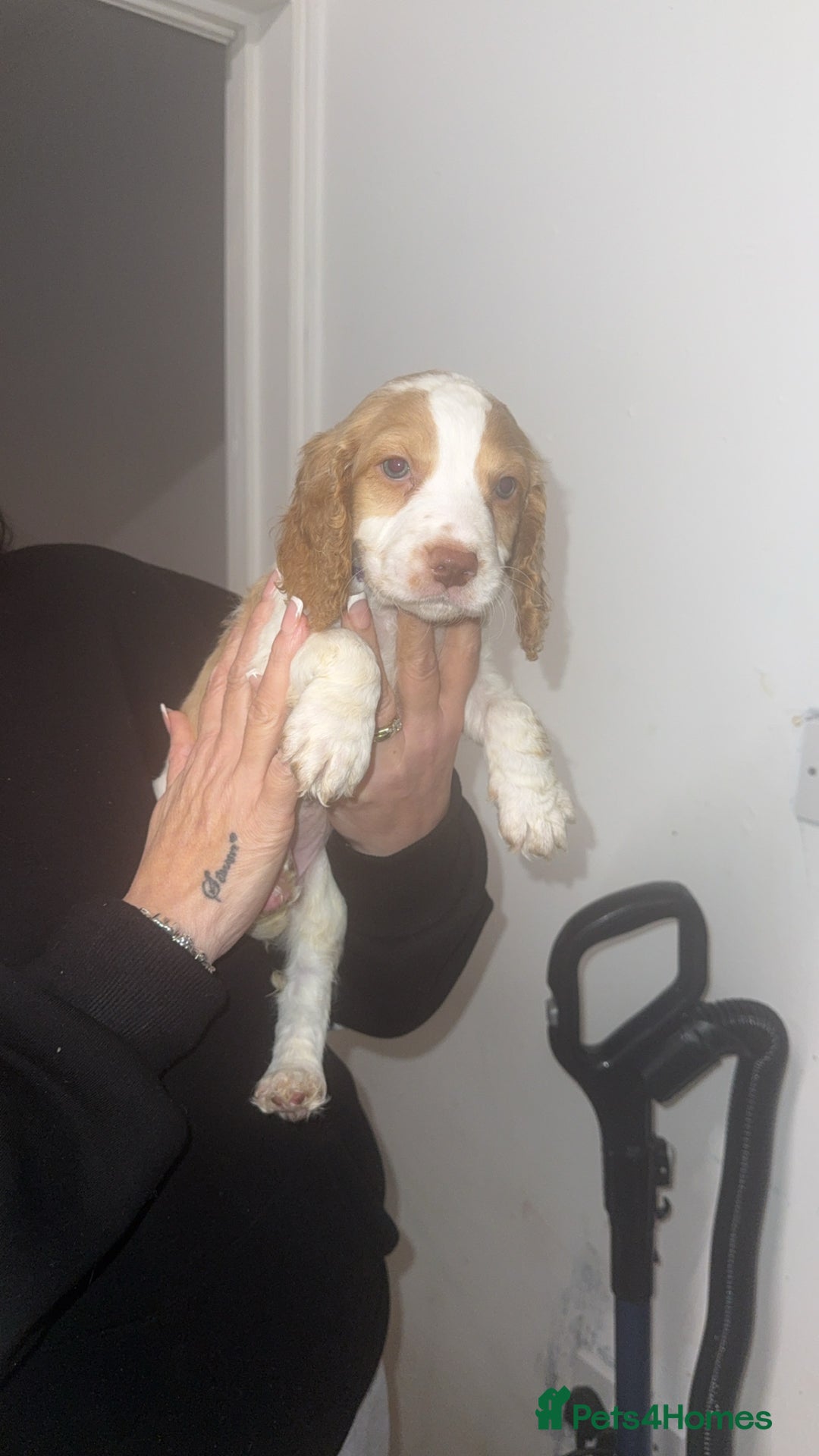 Cocker Spaniel dogs for sale: REDUCED💵cocker spaniel puppies 🩷💙 - Advert 30