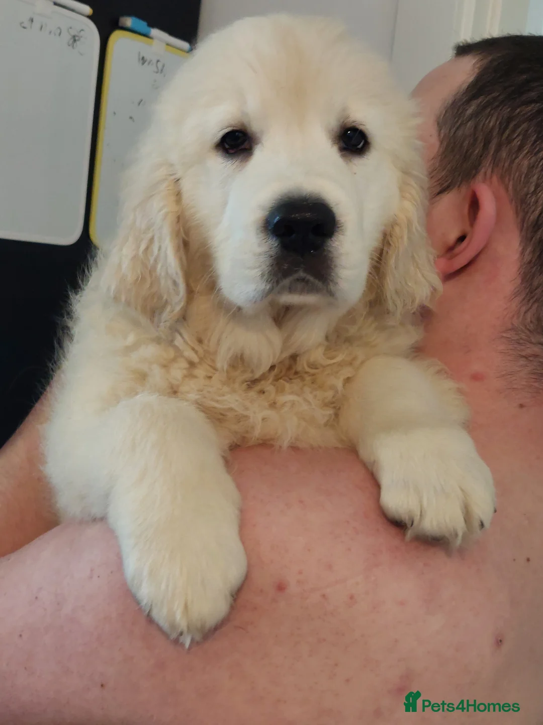 Golden Retriever dogs for sale: KC registered handsome boy  - Advert 2