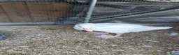 Geese poultry for sale: 2 x goslings for sale  - Advert 4