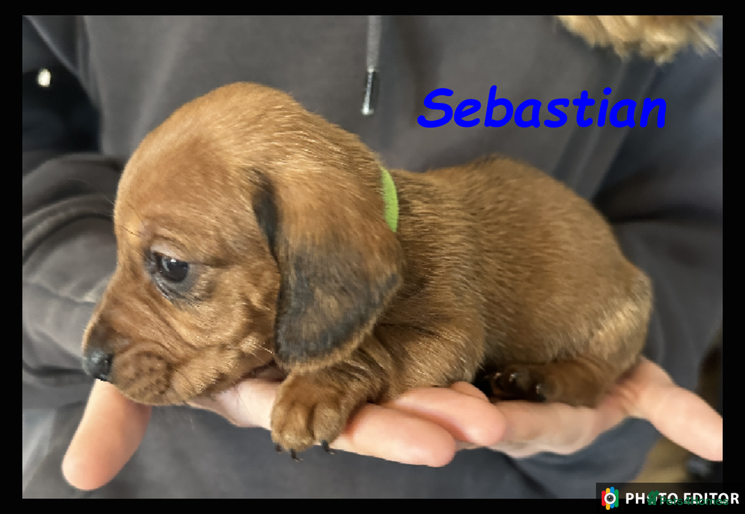 Dachshund dogs for sale: Beautiful Dachshunds ❤️❤️ - Advert 24