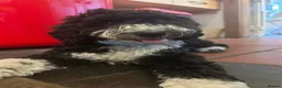 Bordoodle dogs for sale: F1b Bordoodle extensive genetic test clear - Advert 9
