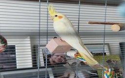 Cockatiels birds for sale: Beautiful 5 old Month Lutino Cockatiel  - Image 3