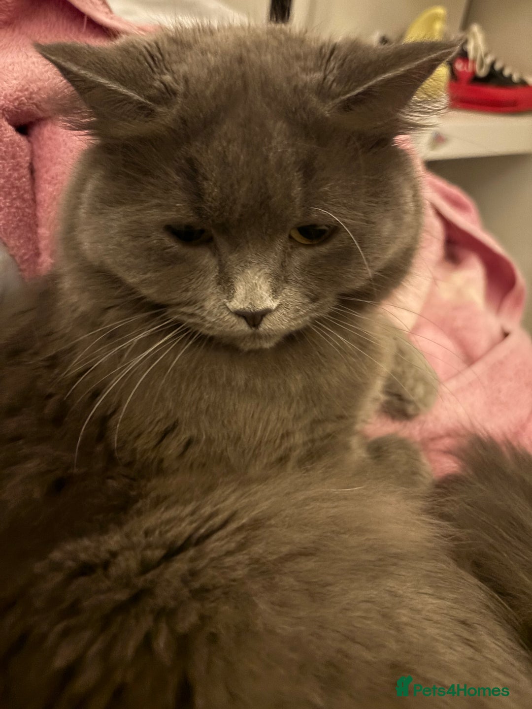 British Shorthair cats for sale: Grey BSH cat  - Advert 3