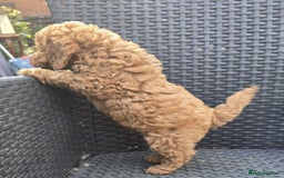 Toy Poodle dogs for sale: Fox Red poodle puppies  - Image 2