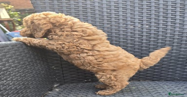 Toy Poodle dogs - Advert 5