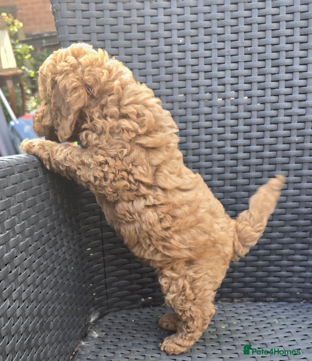 Toy Poodle dogs for sale: Fox Red poodle puppies  - Image 2