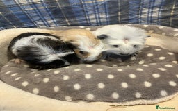 Guinea Pig rodents for sale: Lots of lovely baby guinea pigs - Image 15