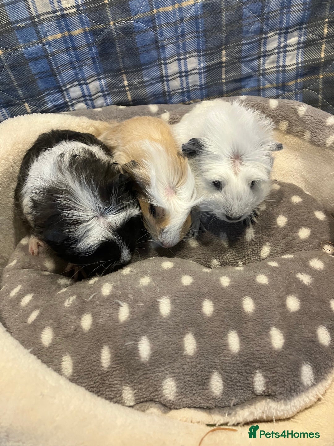 Guinea Pig rodents for sale: Lots of lovely baby guinea pigs - Image 15