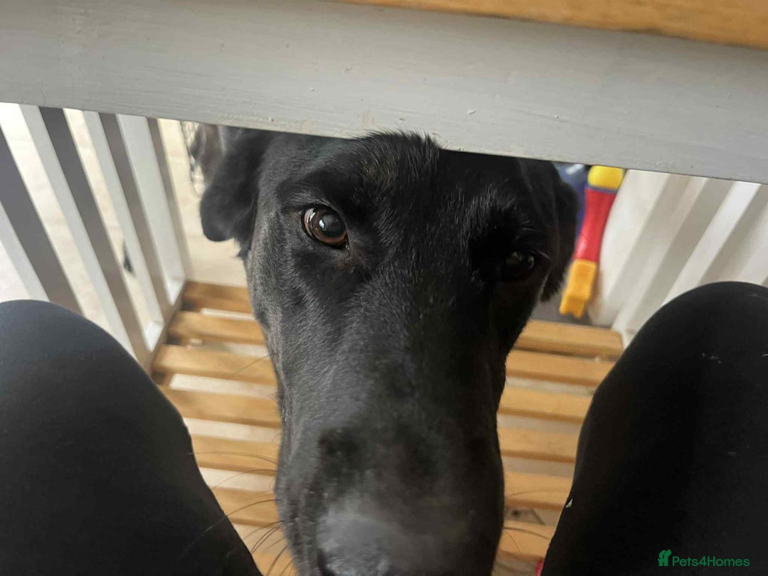 Pointer dogs for adoption: Floyd is looking for an amazing home - Image 3