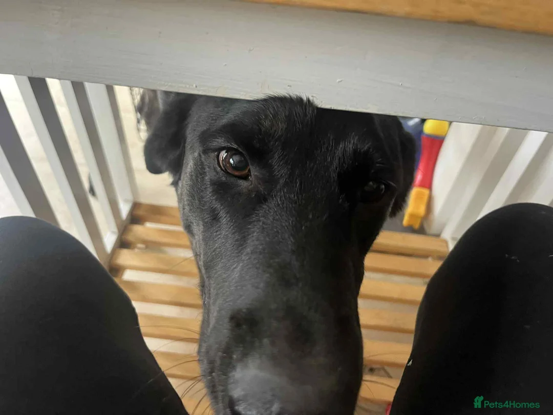 Pointer dogs for adoption: Floyd is looking for an amazing home - Advert 3