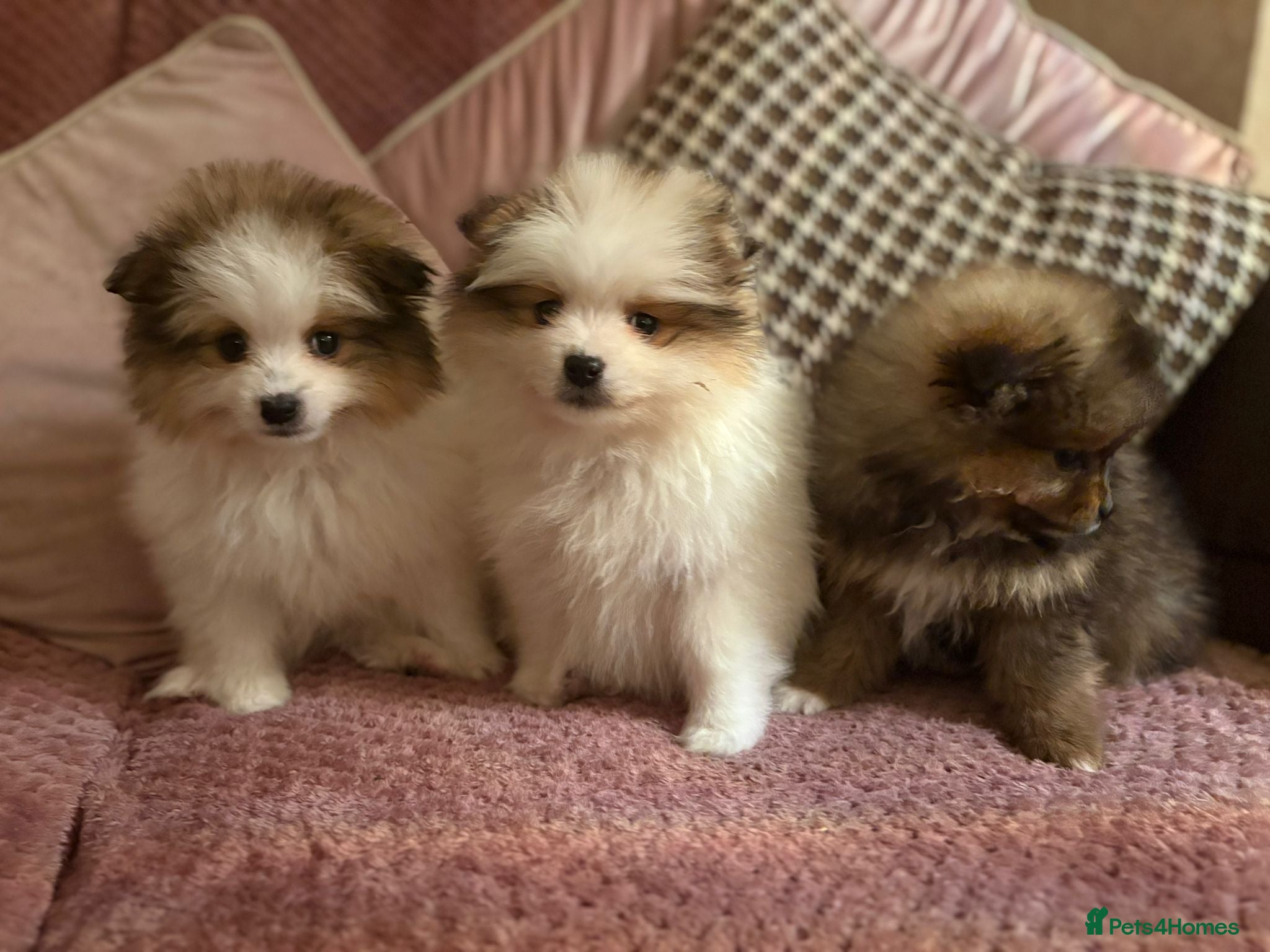 Pomeranian dogs STUNNING TEDDY BEAR POM PUPPIES  - Advert 1