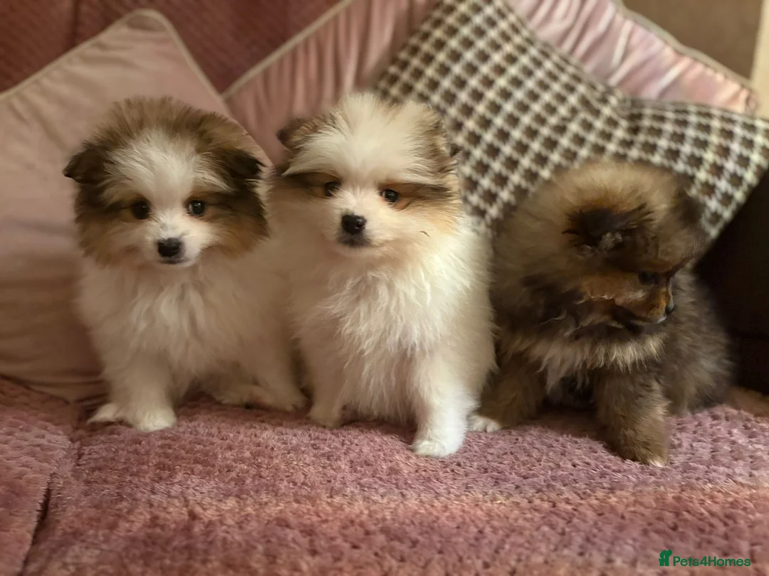 Pomeranian dogs for sale: STUNNING TEDDY BEAR POM PUPPIES  - Advert 2