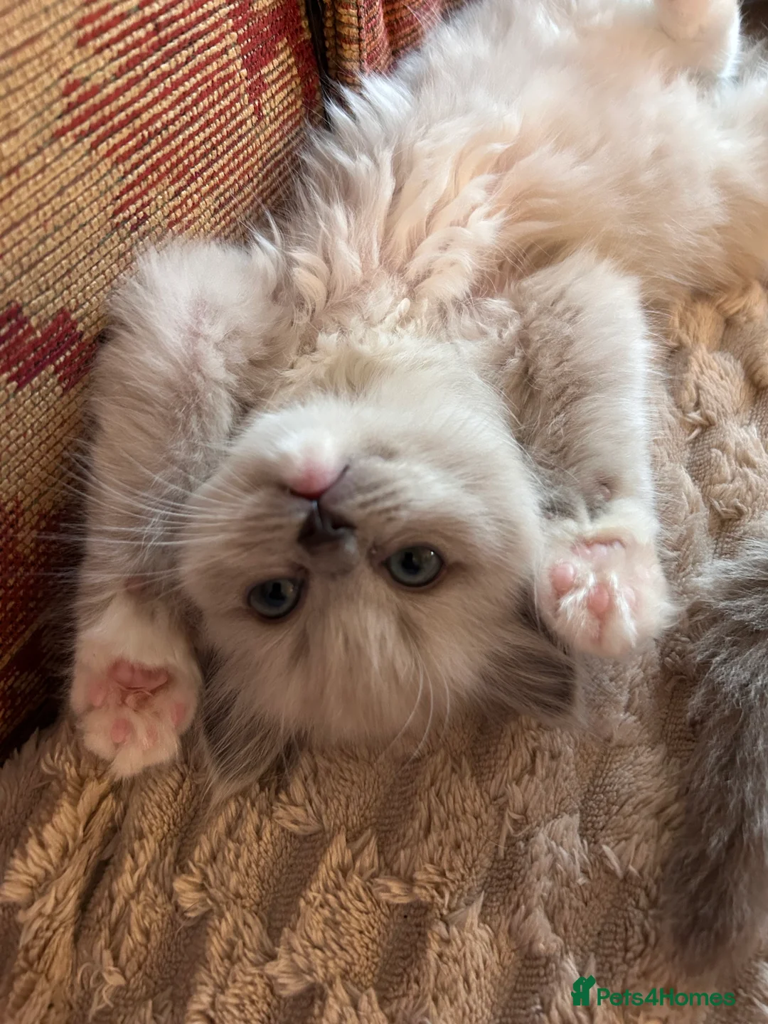 Ragdoll cats for sale: Quality Mink Sepia Cherubim Ragdolls - Advert 2