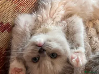 Ragdoll cats Sold - Quality Mink Sepia Cherubim Ragdolls - Advert 10