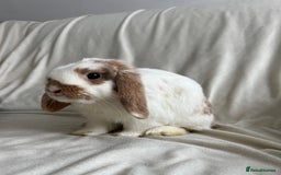 Mini Lop rabbits for sale: 2 Mini Lop Bunnies for £100 - Image 2