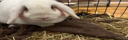 Mini Lop rabbits for sale: White rabbit  in Ipswich - Advert 4